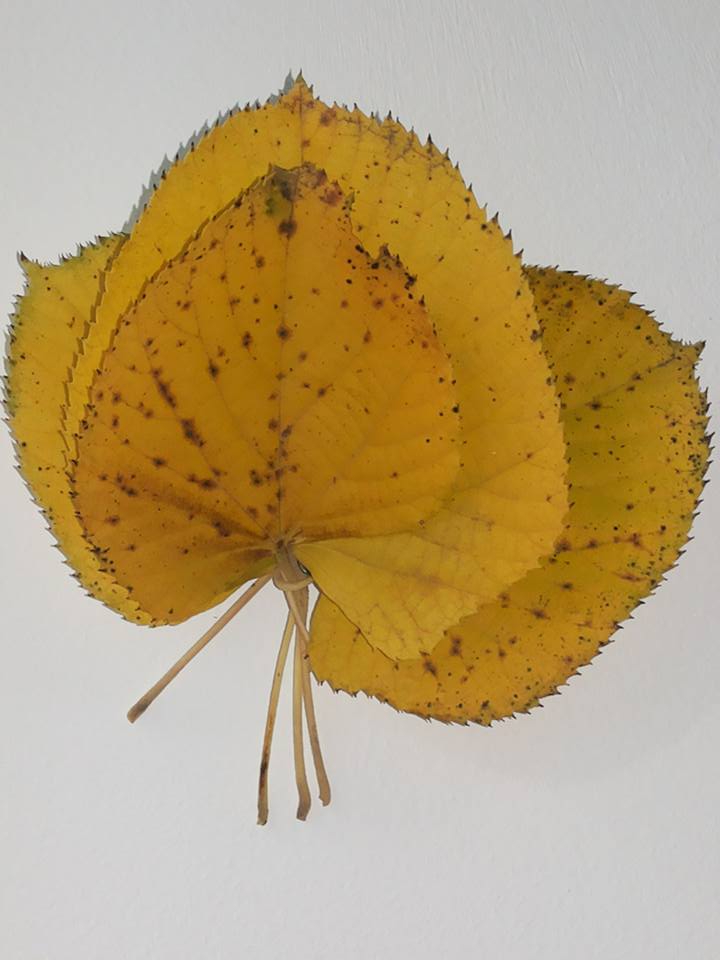 14581487_10208673375246415_2678697868975881441_n[1]